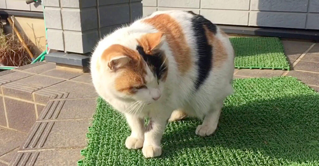 毎日、家に通って来るようになった1匹の野良猫。いつも優しく接して