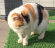 家に通ってくる野良猫