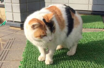 家に通ってくる野良猫