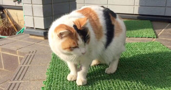 家に通ってくる野良猫