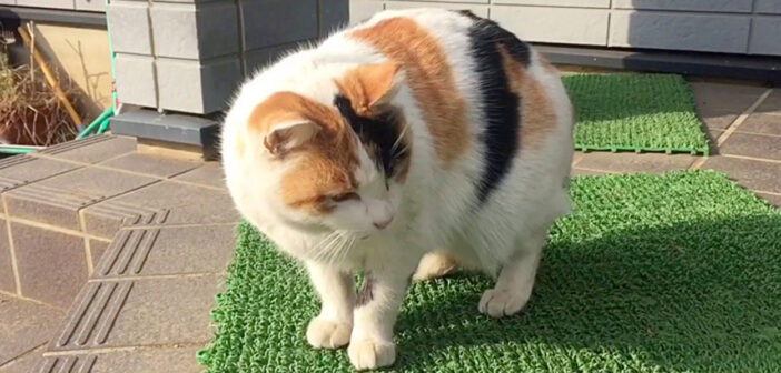 家に通ってくる野良猫
