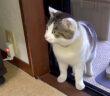 家に入ってきた猫
