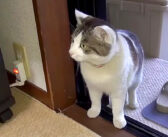 4年前に家の庭に現れ、そのまま庭で暮らし始めた野良猫。驚くほど警戒心が強かった猫が、ついに家の中へと入ってきた！