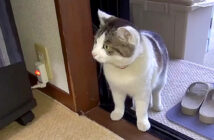 家に入ってきた猫