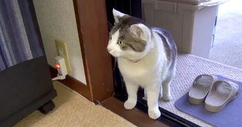家に入ってきた猫