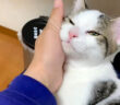 幸せな猫