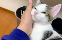 幸せな猫
