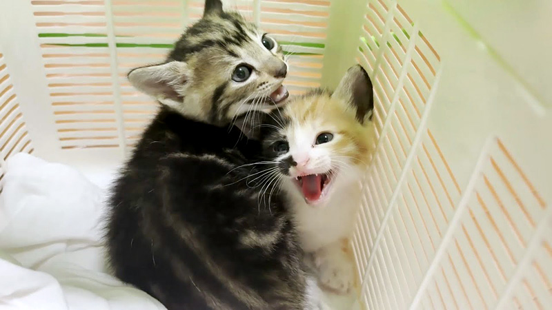 強く威嚇する子猫達