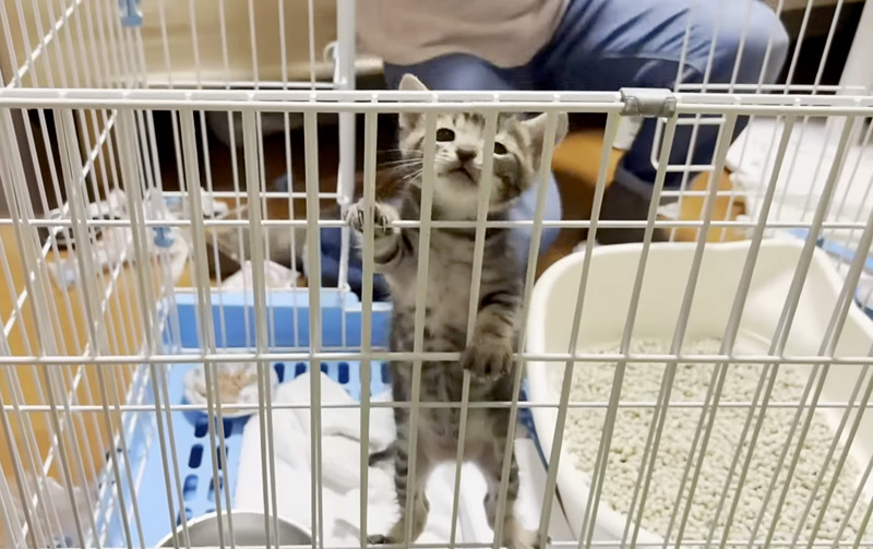 ケージの柵を登る子猫