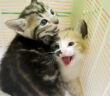 強く威嚇する子猫達