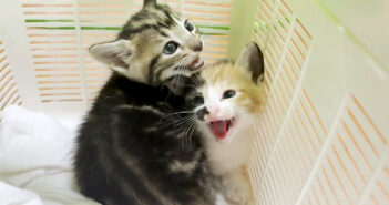 親とはぐれた迷子の子猫達を一時的に保護。最初は強く威嚇してたけど、少しずつ変わっていく様子にホッとする (*´ｪ｀*)