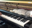 ピアノ好きの猫