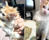 保護施設から引き取られた非常に臆病な子猫。人間の愛情に触れて警戒心が崩れ落ちると、途端に無邪気な本性が現れる！