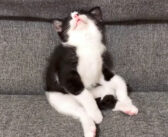 全力で遊んで燃え尽きた子猫。ソファーに座ったまま、愛らしい体勢で寝落ちする姿がとっても可愛かった ( *´艸｀)♡