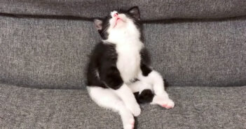 全力で遊んで燃え尽きた子猫。ソファーに座ったまま、愛らしい体勢で寝落ちする姿がとっても可愛かった ( *´艸｀)♡