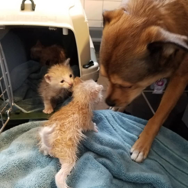 子猫達を助けた犬