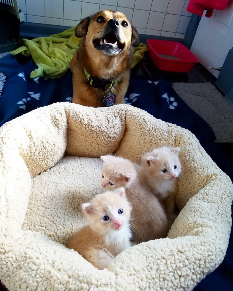 子猫達を世話する犬