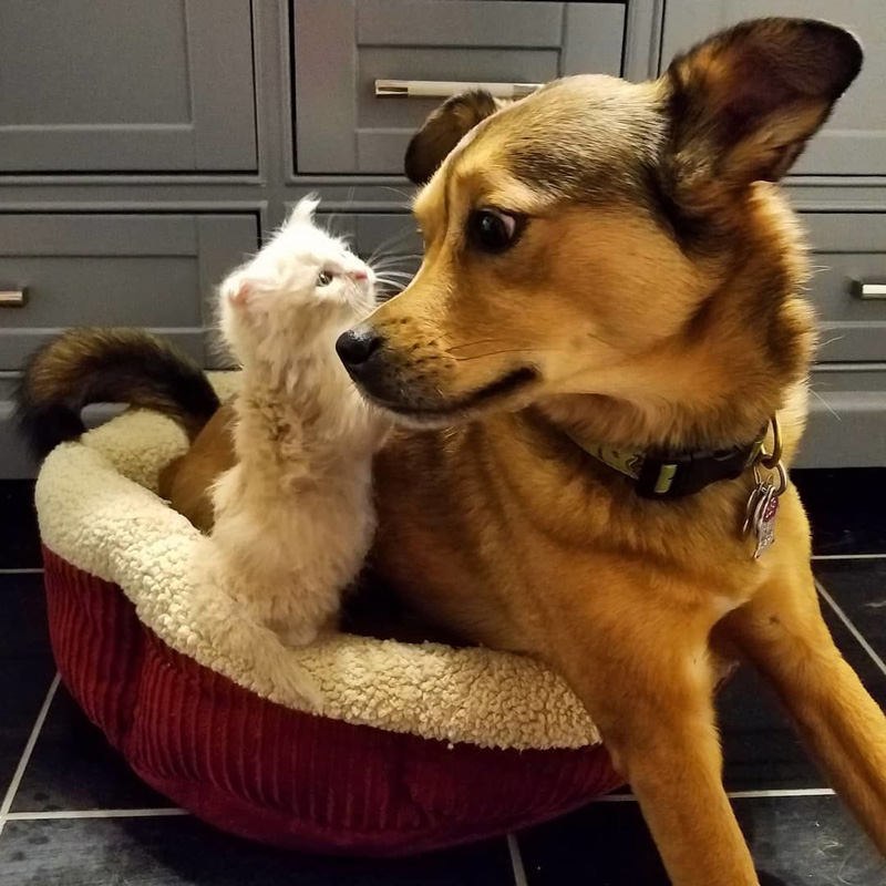犬にくっつく子猫
