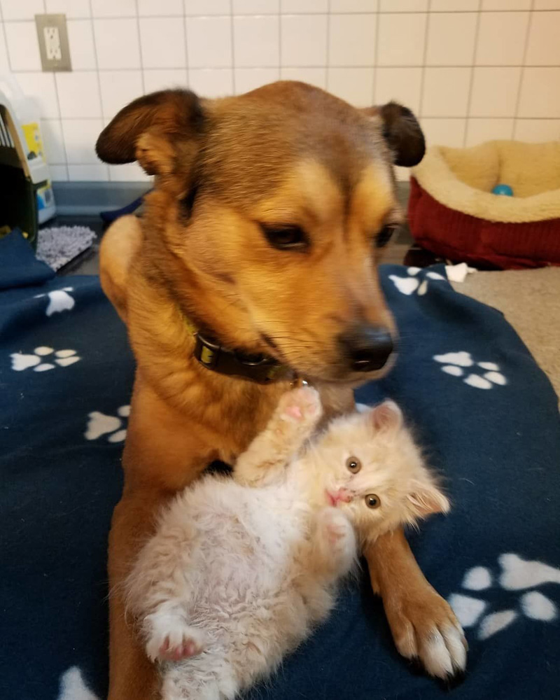 家族になった子猫と犬