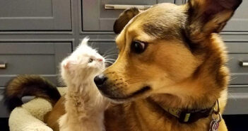雨の中、ずぶ濡れの迷子の子猫達を助け出した犬。そのまま子猫達のお父さんになって、たくさんの愛情を注ぎ続ける 犬と子猫