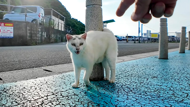 ラムダマークの猫