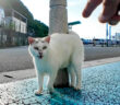 ラムダマークの猫
