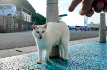 ラムダマークの猫