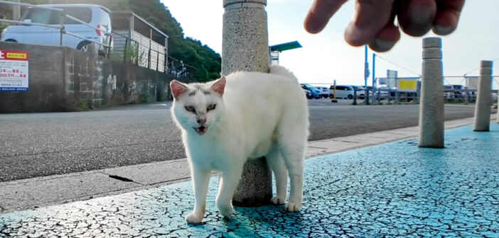 ラムダマークの猫