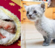 保護子猫