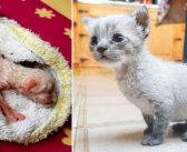 雨の中、へその緒がついたままの状態で、屋根の上で必死に叫んでいた子猫。保護から8ヶ月後の幸せそうな姿にホッとする