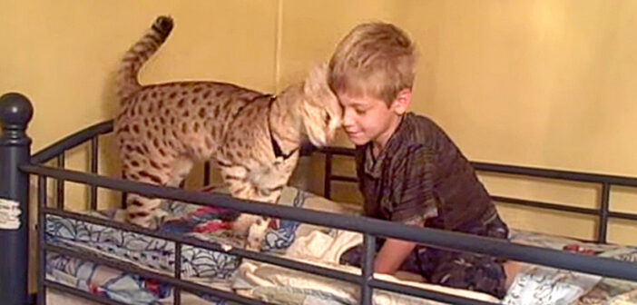 サバンナキャットと男の子