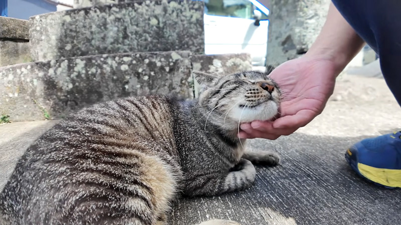 ナデナデ好きの猫
