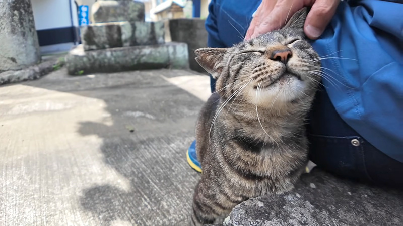 ナデナデされたい猫
