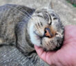 ナデナデ好きの猫