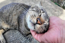 ナデナデ好きの猫