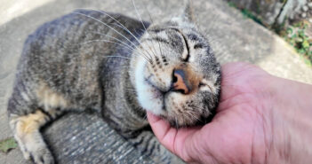 ナデナデ好きの猫