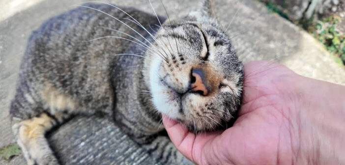 ナデナデ好きの猫