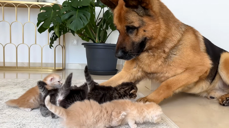 ジャーマンシェパードに突撃する子猫達