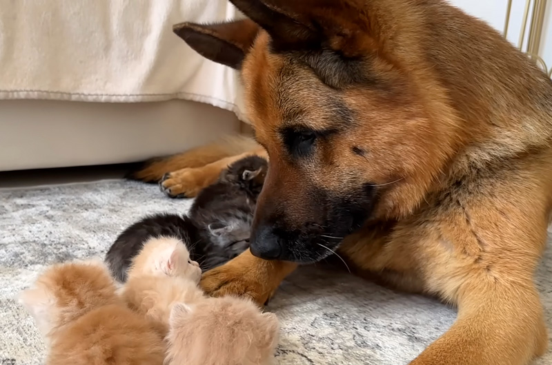 子猫達のことが気になるジャーマンシェパード
