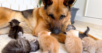 ジャーマンシェパードと親友になった子猫達
