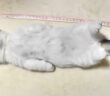 寝る子猫