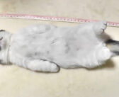 何をされても起きない子猫。今の暮らしにすっかり安心しきっているようで、家族にされるがままの様子が可愛い♡