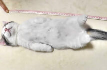 寝る子猫