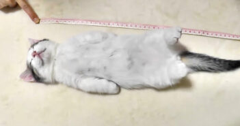 寝る子猫
