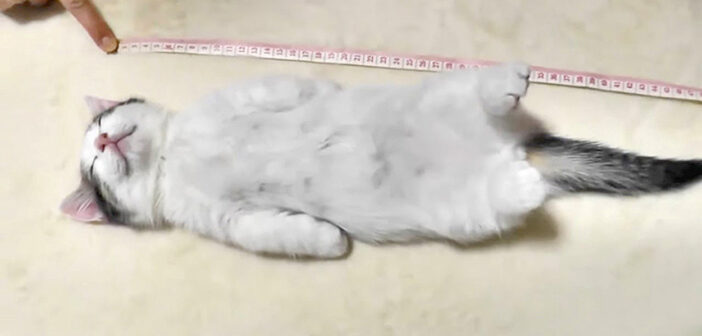 寝る子猫