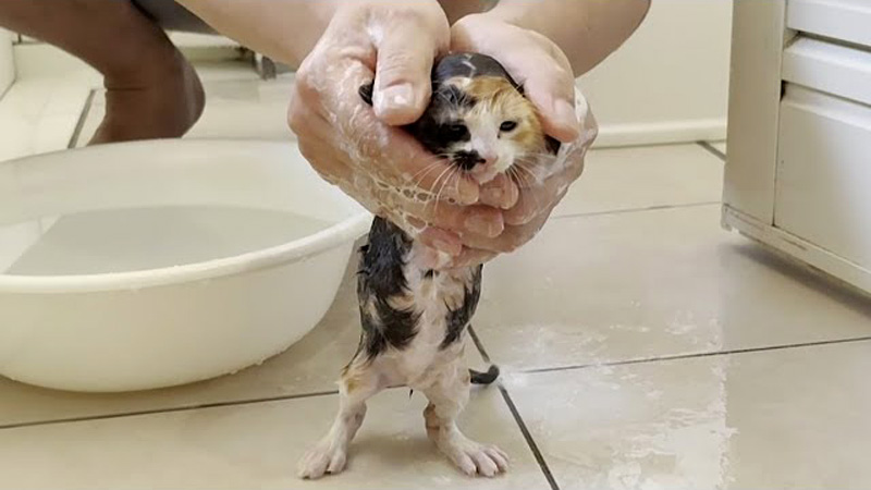 濡れることがそれほど嫌じゃない子猫