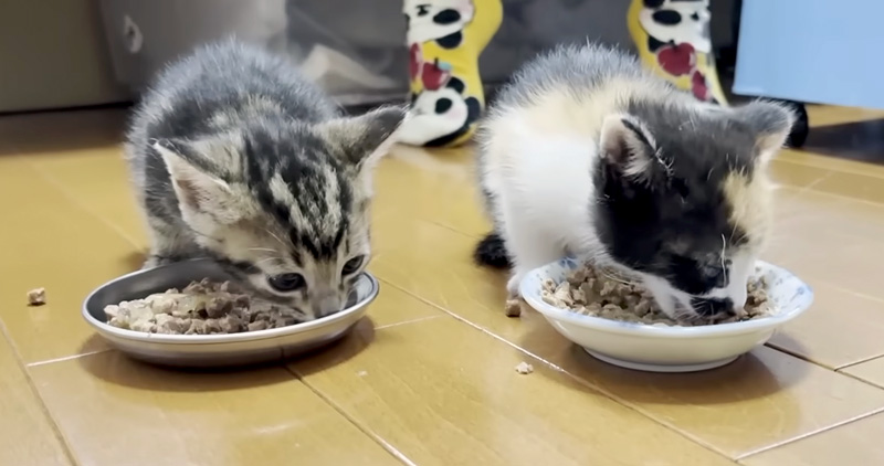 ご飯を食べる子猫達