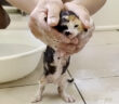 濡れることがそれほど嫌じゃない子猫