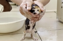 濡れることがそれほど嫌じゃない子猫