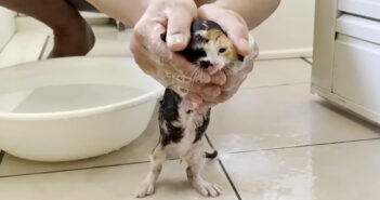 野良出身だけに濡れることがそれほど嫌じゃない子猫達。お風呂で大人しく体を洗わせてくれる様子がとっても可愛かった♡